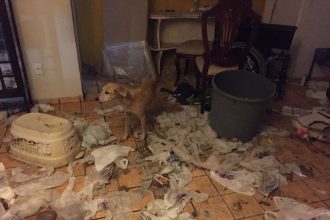 ‘filme-de-terror’,-diz-policial-que-resgatou-animais-abandonados-em-casa-no-ceara