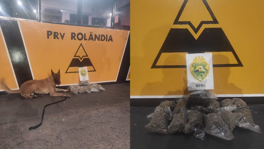 pre-apreende-mais-de-cinco-quilos-de-skunk-no-norte-do-parana;-video