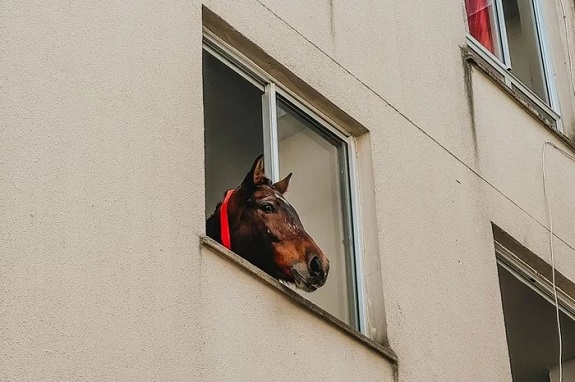 depois-de-caramelo,-cavalo-fica-preso-no-terceiro-andar-de-predio-no-rs