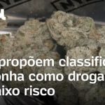 governo-dos-eua-propoe-reclassificar-maconha-como-droga-de-baixo-risco