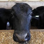 eua-registram-segundo-caso-de-gripe-aviaria-em-humanos