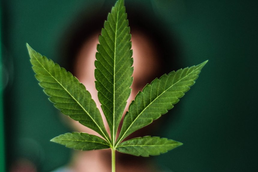 comecou-a-distribuicao-de-cbd-nas-farmacias-do-sus-de-sp