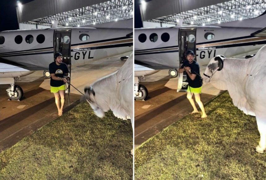 nattan-tenta-levar-vaca-em-aviao-para-vingar-caes-‘sequestrados’-pela-dupla-henrique-e-juliano