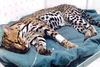 marcus-marcelo-requer-convenio-para-que-quase-150-animais-silvestres-nao-fiquem-sem-atendimento