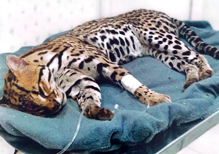 marcus-marcelo-requer-convenio-para-que-quase-150-animais-silvestres-nao-fiquem-sem-atendimento