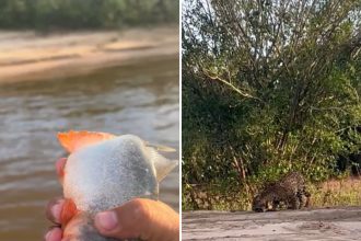 pescador-joga-piranha-para-onca-na-ilha-do-bananal-e-viraliza:-‘vai-comer-um-peixinho-chaninho’