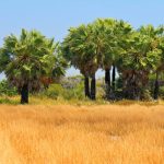 comissao-da-camara-debate-a-importacao-de-fungo-combater-planta-invasora-da-caatinga