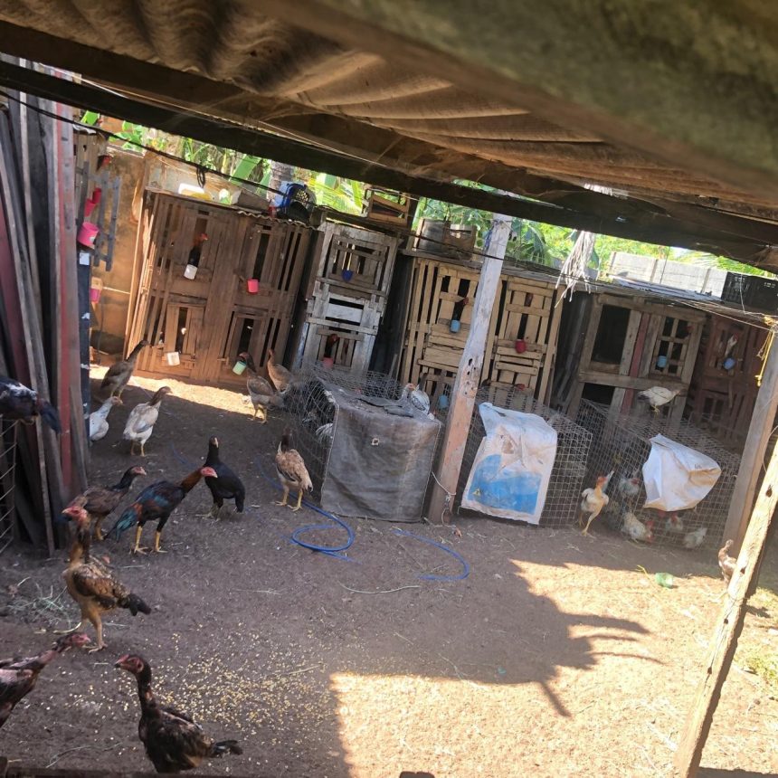 mulher-e-resgatada-de-carcere-apos-conseguir-pegar-celular-escondido-do-marido-e-pedir-socorro