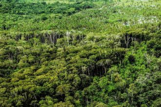 observatorio-de-florestas-publicas-sera-lancado-em-audiencia-na-camara