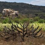 comissao-debate-os-impactos-dos-processos-de-desertificacao-na-caatinga