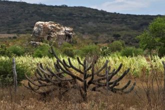 comissao-debate-os-impactos-dos-processos-de-desertificacao-na-caatinga