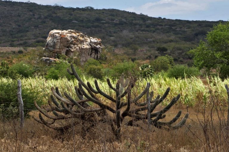 comissao-debate-os-impactos-dos-processos-de-desertificacao-na-caatinga