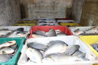 caminhao-derrama-agua-com-cheiro-forte-em-rodovia-e-inspetores-flagram-quase-quatro-toneladas-de-peixes