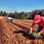 projeto-abre-credito-orcamentario-para-aquisicao-de-terras-para-reforma-agraria