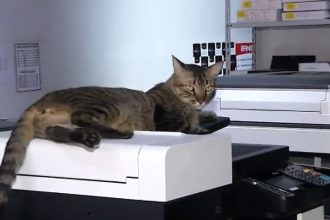 gato-“cartucho”-e-adotado-por-funcionarios-de-copiadora-e-vira-sensacao-entre-clientes