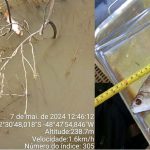 laudo-do-naturatins-aponta-que-morte-de-peixes-em-rio-teve-causas-naturais-e-descarta-contaminacao