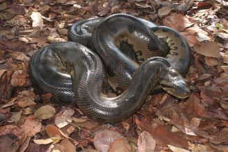 cobra-gigante-encontrada-morta-em-lago-e-uma-sucuri-verde-que-pode-chegar-a-7-metros-de-comprimento,-diz-biologa