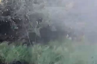 comerciante-que-encontrou-sucuri-gigante-morta-tambem-filmou-pele-de-cobra-em-lago;-video