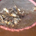 mais-10-mil-alevinos-sao-soltos-no-lago-azul-de-araguaina