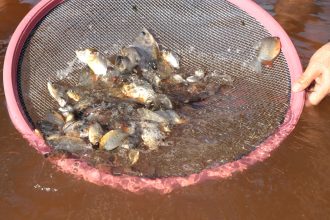 mais-10-mil-alevinos-sao-soltos-no-lago-azul-de-araguaina