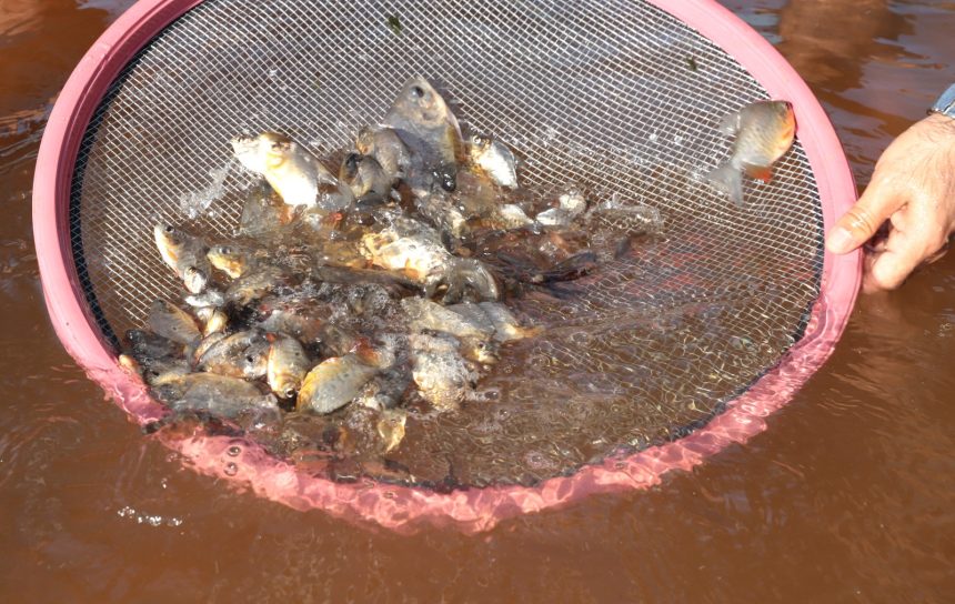 mais-10-mil-alevinos-sao-soltos-no-lago-azul-de-araguaina