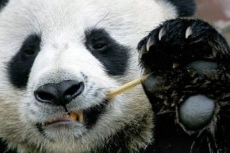 nem-sempre-adoraveis:-o-lado-‘cruel’-de-animais-como-golfinhos-e-pandas
