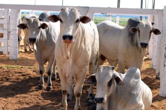 rebanho-de-gado-do-tocantins-passa-de-10-milhoes-de-animais-e-pecuaristas-veem-preco-da-arroba-despencar