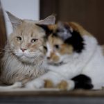 por-que-os-gatos-miam-mais-para-os-humanos-do-que-uns-para-os-outros