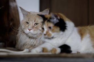 por-que-os-gatos-miam-mais-para-os-humanos-do-que-uns-para-os-outros