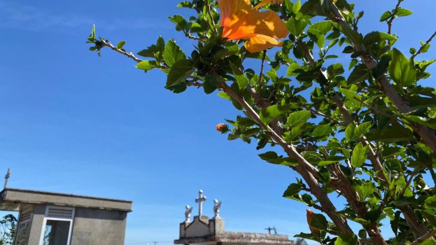 confira-os-falecimentos-desta-quinta-feira-(11)-em-apucarana-e-regiao