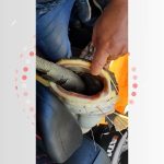 peixe-‘entalado’-tentando-devorar-iguana-e-um-caso-raro,-diz-biologo