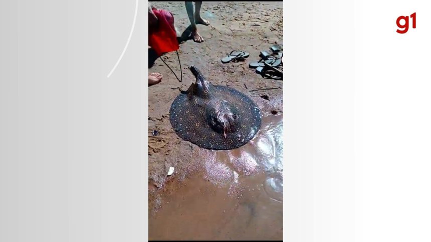 arraia-e-encontrada-morta-sem-ferrao-em-praia-do-tocantins;-video