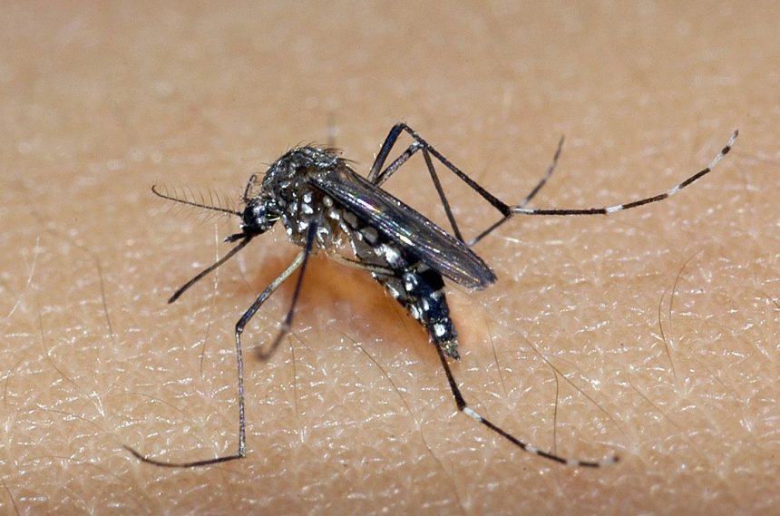 tocantins-registra-tres-mortes-por-dengue-no-primeiro-semestre-de-2024