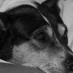 pm-averigua-denuncia-de-suposto-maus-tratos-a-animal-em-faxinal