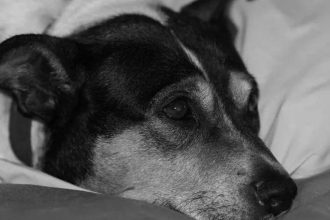 pm-averigua-denuncia-de-suposto-maus-tratos-a-animal-em-faxinal