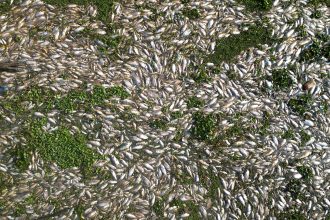usina-e-multada-em-r$-18-milhoes-por-morte-de-peixes-em-rio-de-piracicaba-(sp)