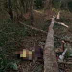 homem-morre-esmagado-por-arvore-que-ele-cortava-com-motosserra