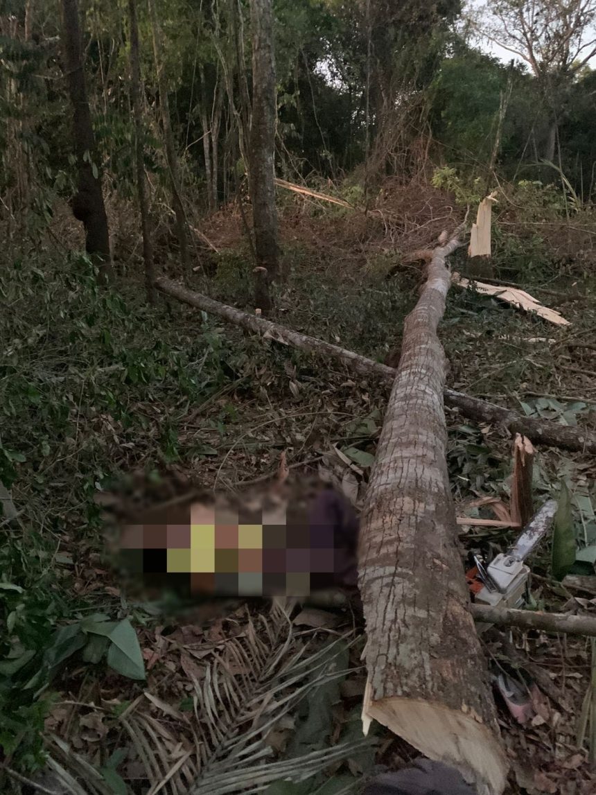 homem-morre-esmagado-por-arvore-que-ele-cortava-com-motosserra