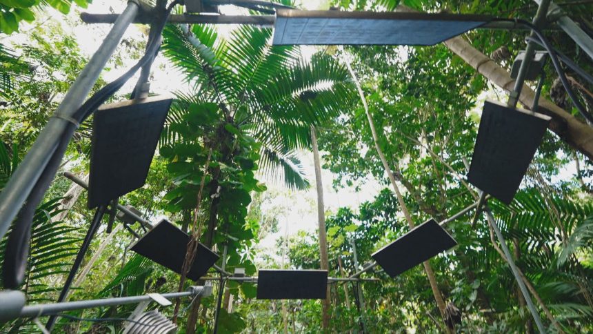 como-as-arvores-vao-resistir-em-um-mundo-mais-quente?-veja-o-que-diz-a-ciencia