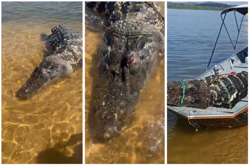 turistas-encontram-jacare-gigante-morto-boiando-no-rio-araguaia;-video