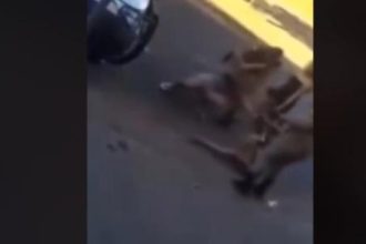 pms-do-tocantins-sao-flagrados-agredindo-mulheres-durante-abordagem;-veja