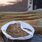 capim-dourado-colhido-antes-do-periodo-permitido-e-apreendido-e-gera-multa-de-r$-2,5-mil