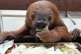 aos-54-anos,-bicho-preguica-mais-velho-do-mundo-morre-em-zoo-na-alemanha