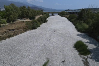 video:-cem-toneladas-de-peixes-mortos-aparecem-em-orla-de-cidade-na-grecia