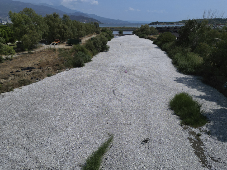 video:-cem-toneladas-de-peixes-mortos-aparecem-em-orla-de-cidade-na-grecia