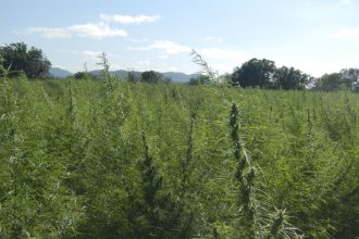 falta-de-regulamentacao-da-cannabis-e-omissao-dolosa,-diz-especialista