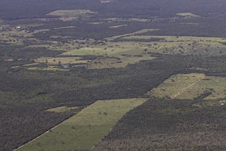 desmatamento-cai-55%-na-mata-atlantica-no-primeiro-semestre
