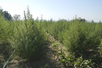 expocannabis-mostra-potencial-de-empregabilidade-no-mercado-da-planta