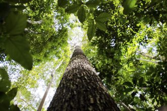 cnj-abre-semana-nacional-de-regularizacao-fundiaria-na-amazonia