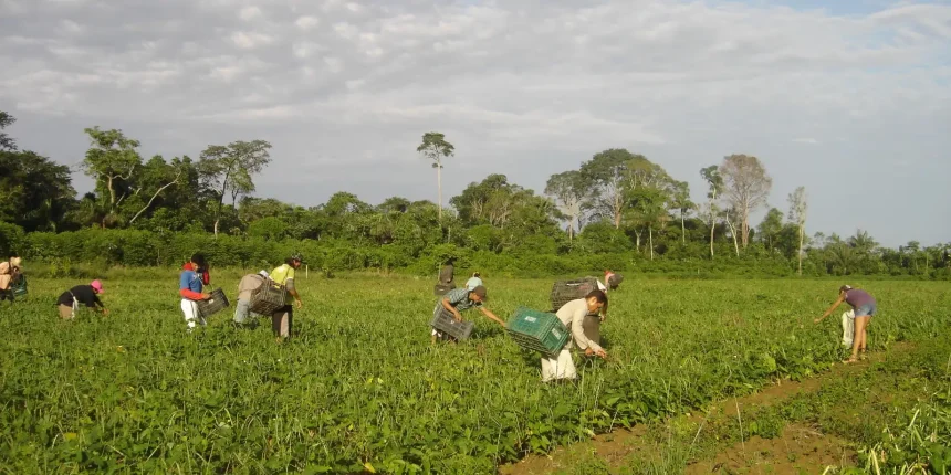 lula-sanciona-lei-que-autoriza-r$-500-mi-para-agricultura-familiar